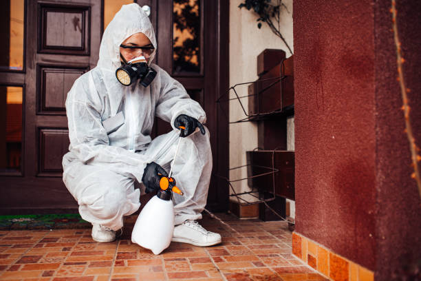 Reliable Wasp Removal contractor in Pinole, CA by Show Me Pest Control